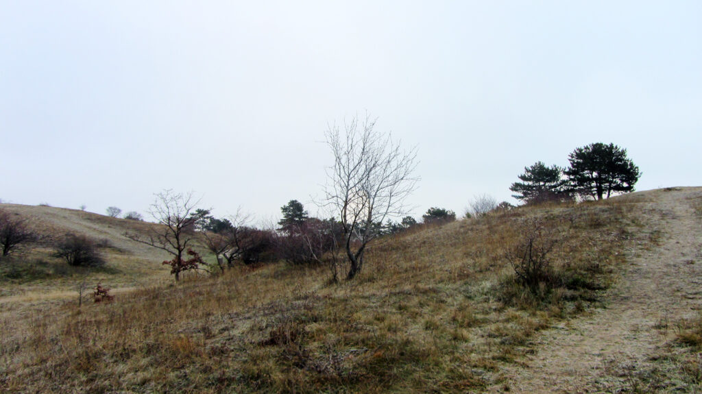 Perchtoldsdorfer Heide